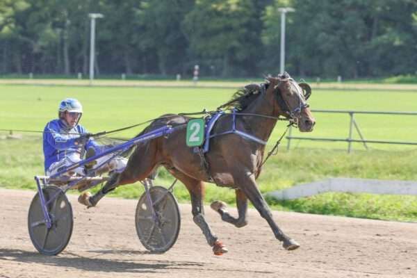 Nederlandse Dravers Derby